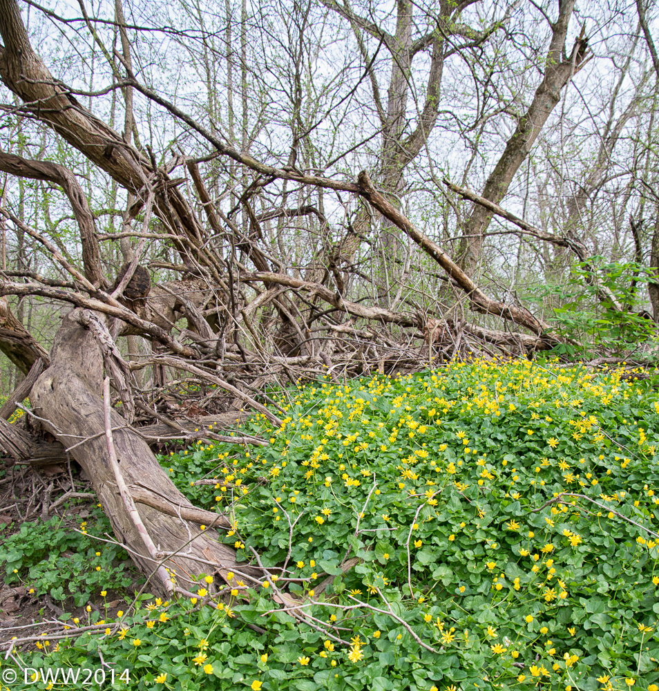 Tangles and Flowers (1 of 1).jpg