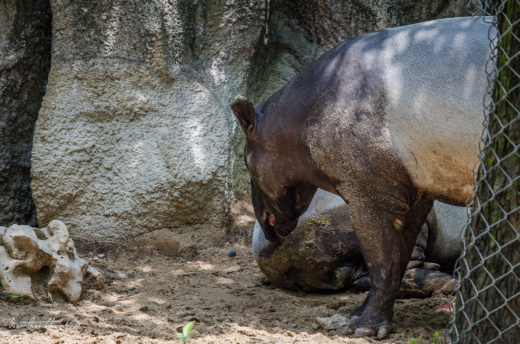 tapir-1.jpg