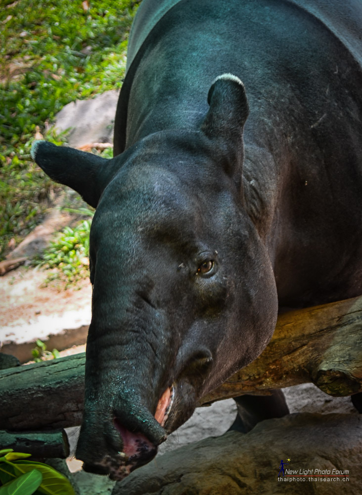 tapir-1.jpg
