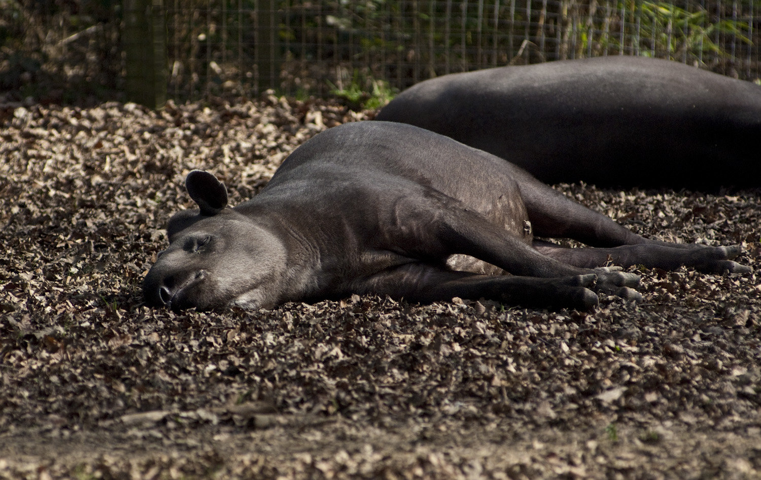 Tapir.jpg