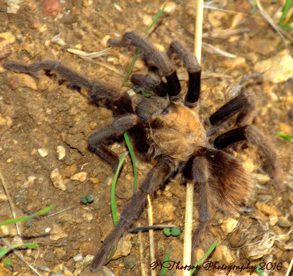 Tarantula #2 10-11-2016.jpg