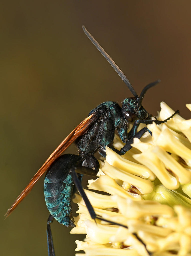 TarantulaWasp4.jpg