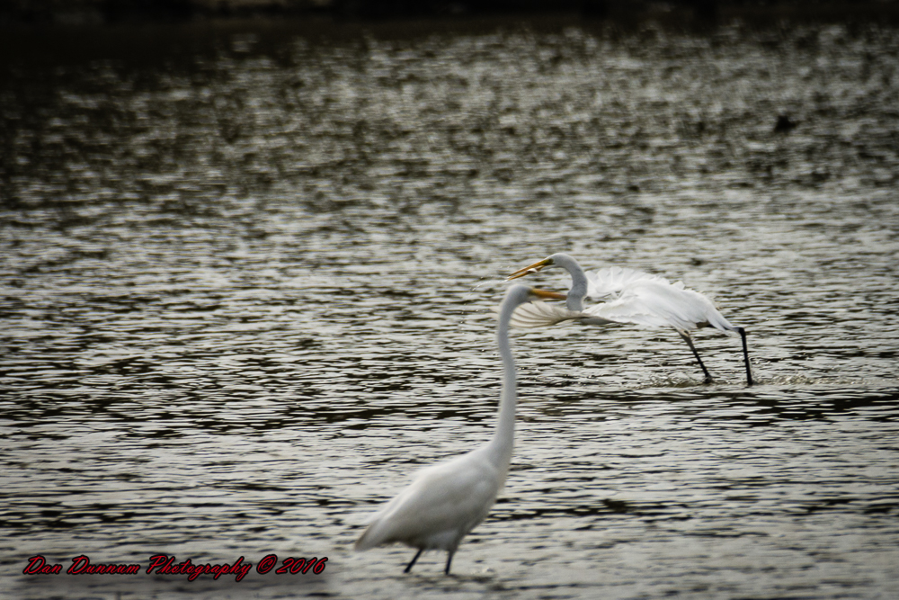 Taylorsville Lake-5604.jpg