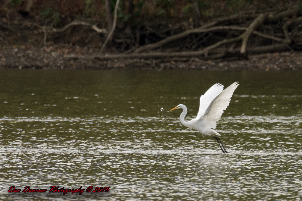 Taylorsville Lake-5651.jpg