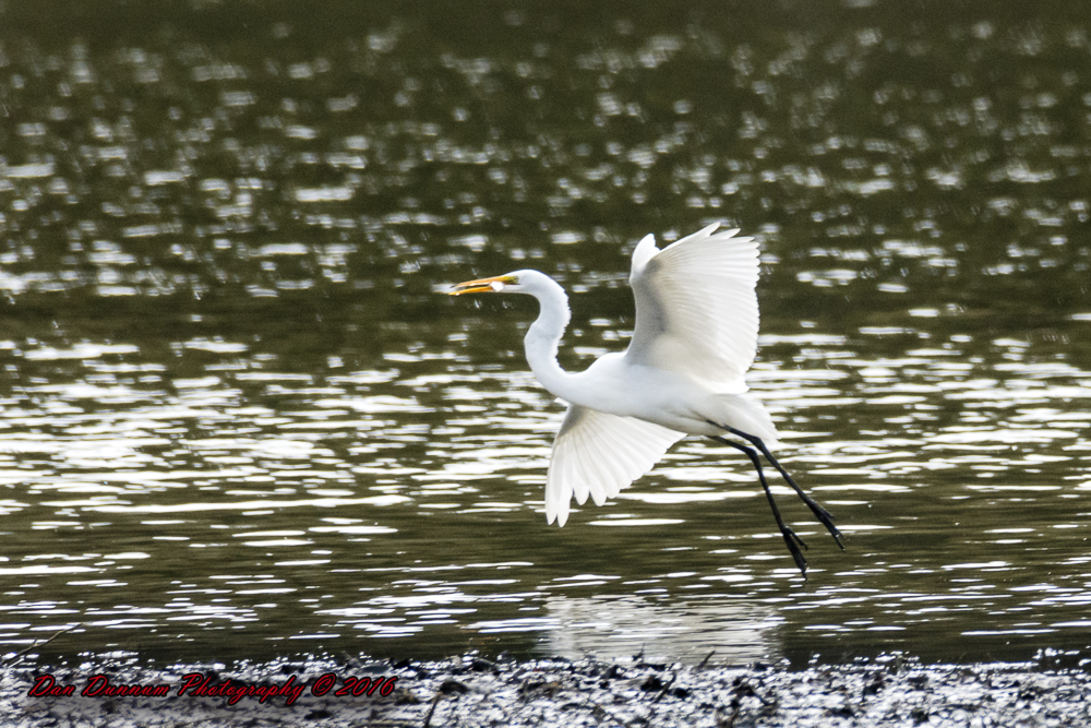 Taylorsville Lake-5668.jpg