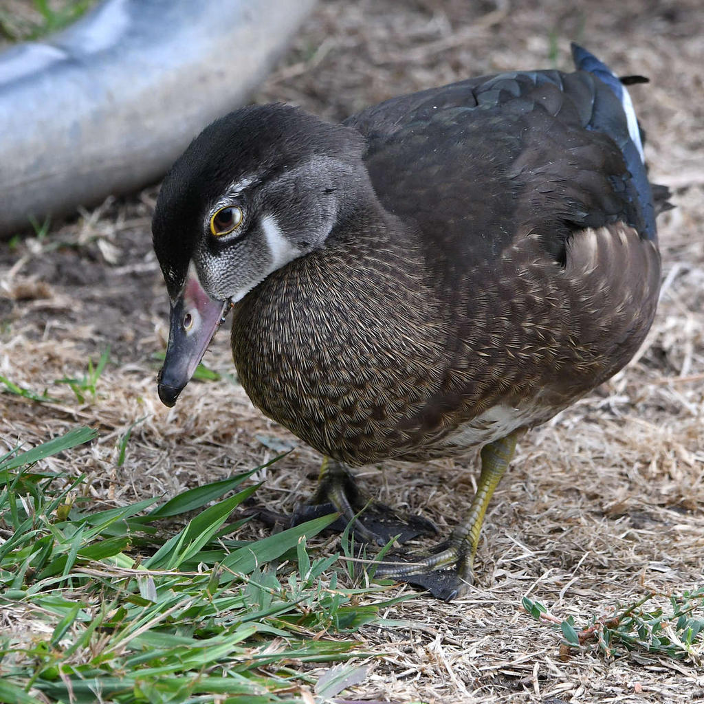 Teal11.jpg