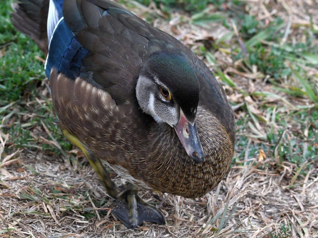 Teal13.jpg