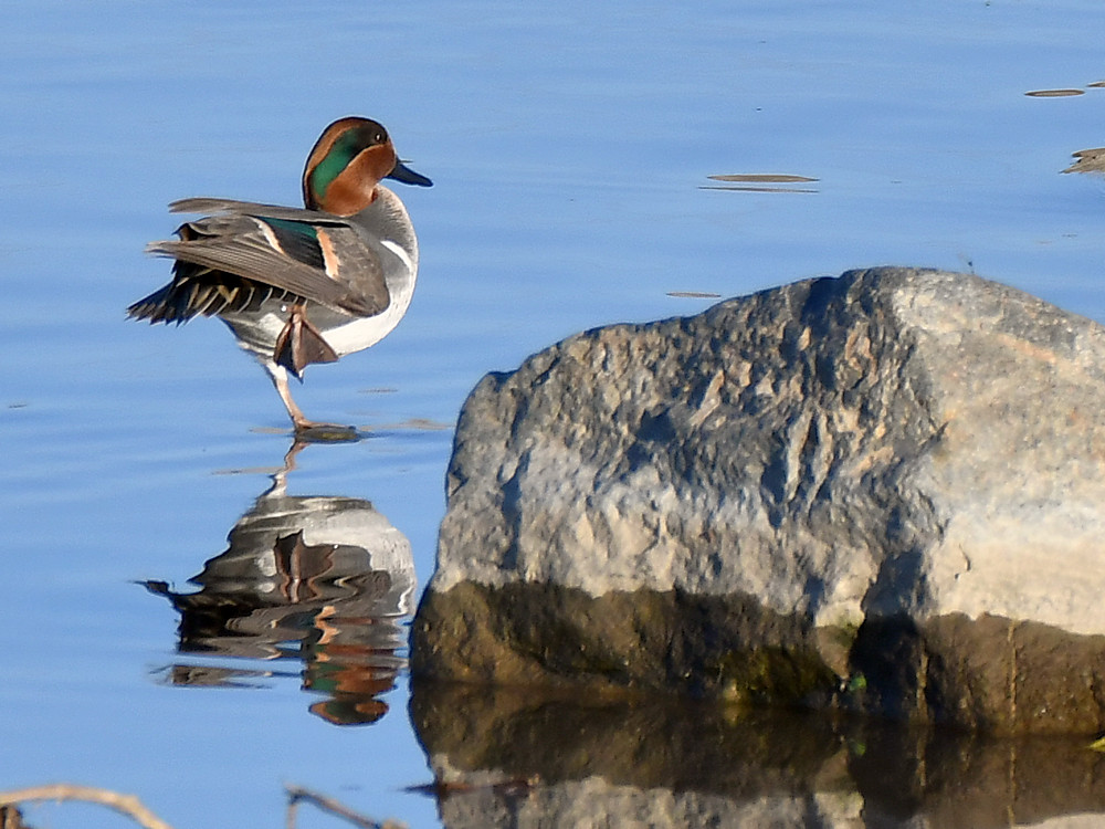 Teal2.jpg