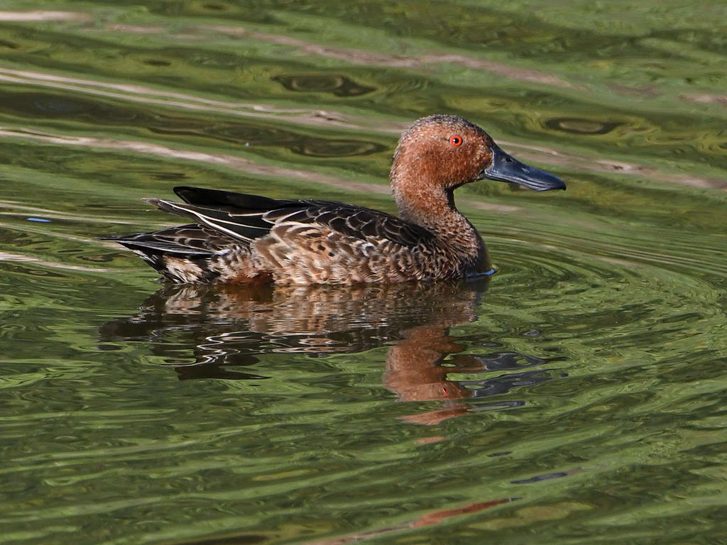 Teal2.jpg