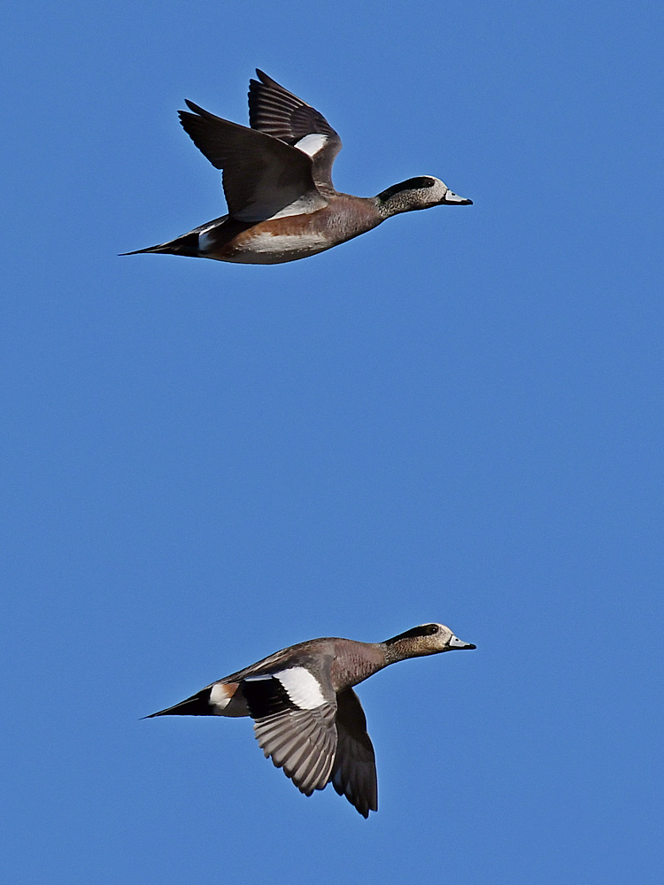 Teal5.jpg