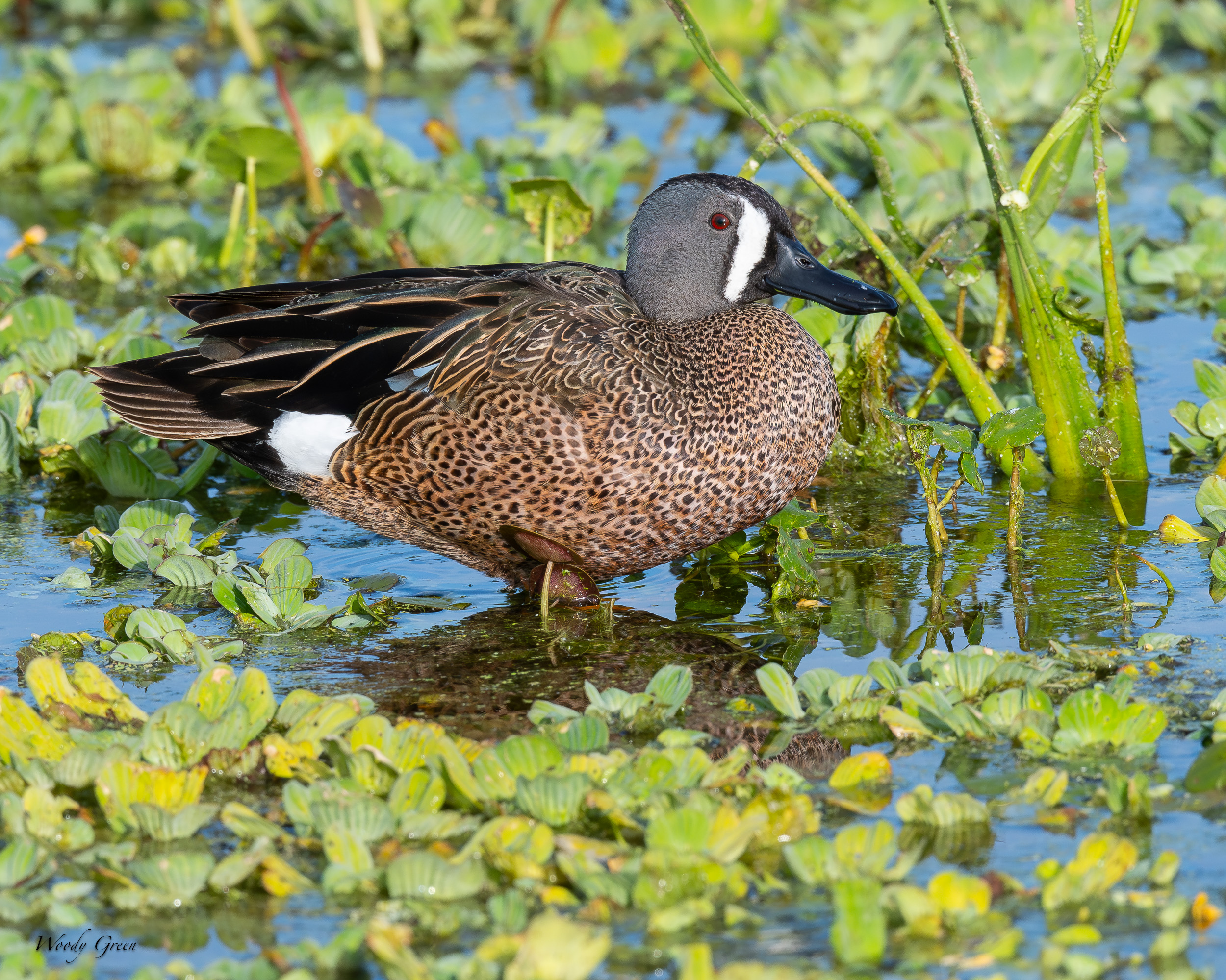 TealwingedDuck-632.jpg