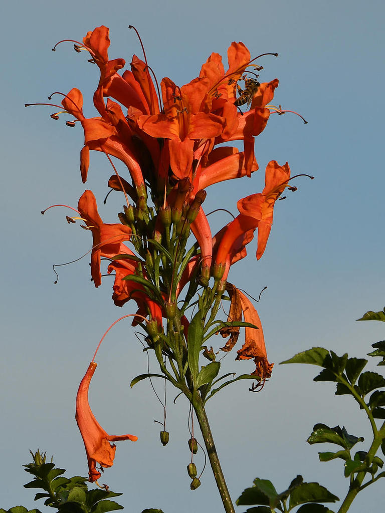 Tecomaria.jpg