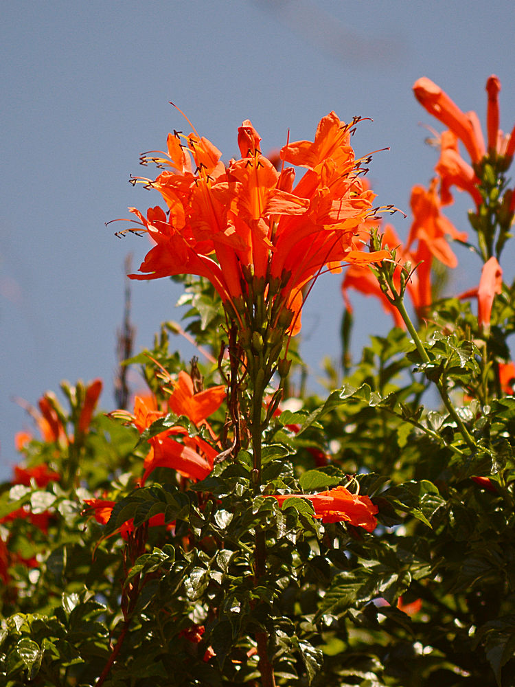 Tecomaria.jpg