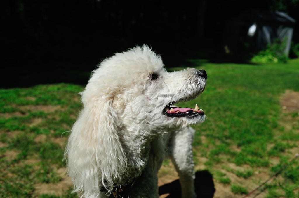 Teddy RAW August 8.jpg