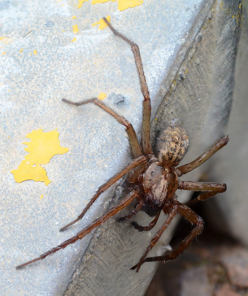 Tegenaria atrica.jpg