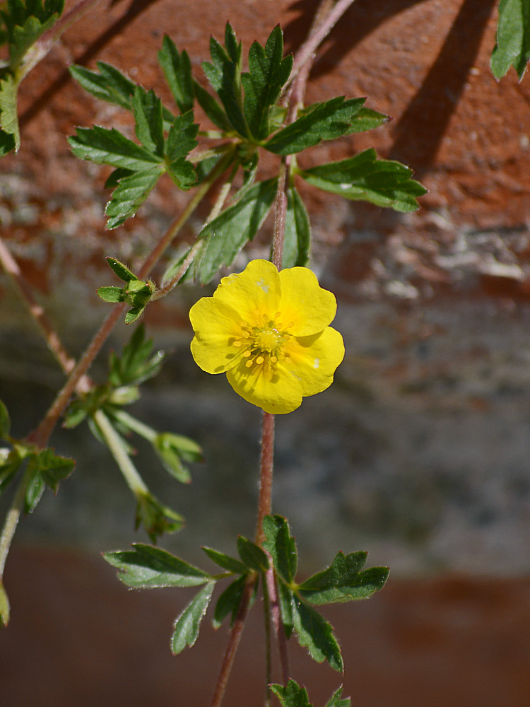 TellowFlower.jpg
