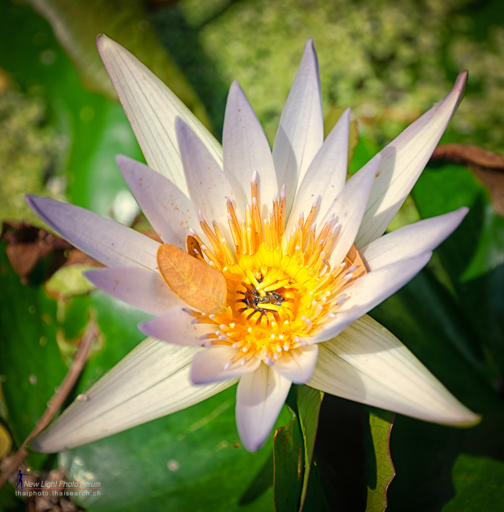 tempflower-1.jpg