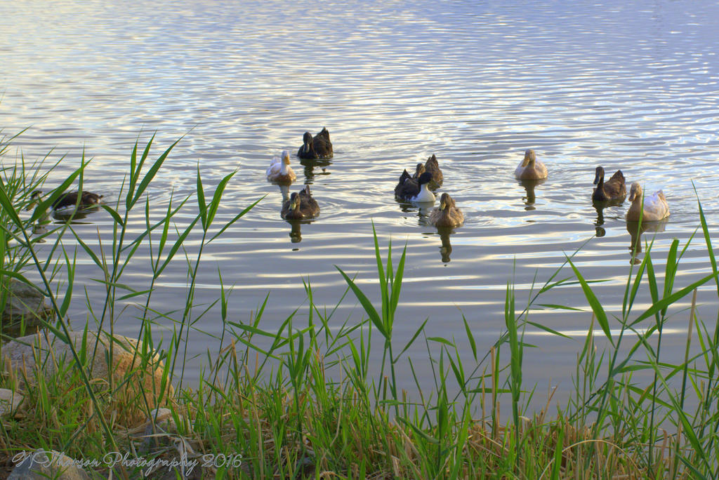 Ten Ducks 8-17-2016.jpg