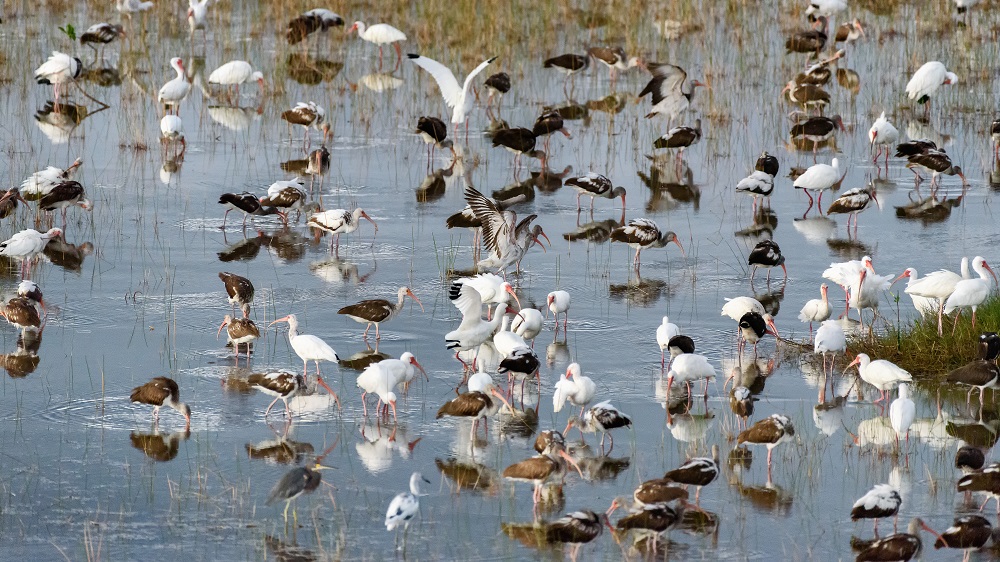 Ten Thousand Island Bird Sanctuary.jpg