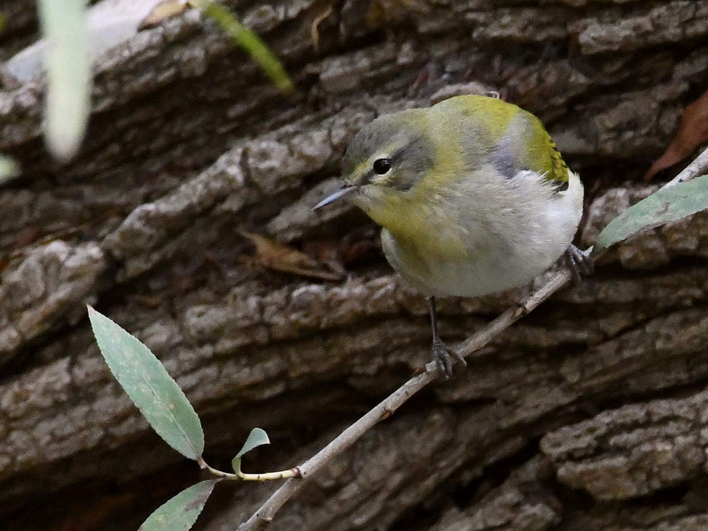 TennesseeWarbler.jpg