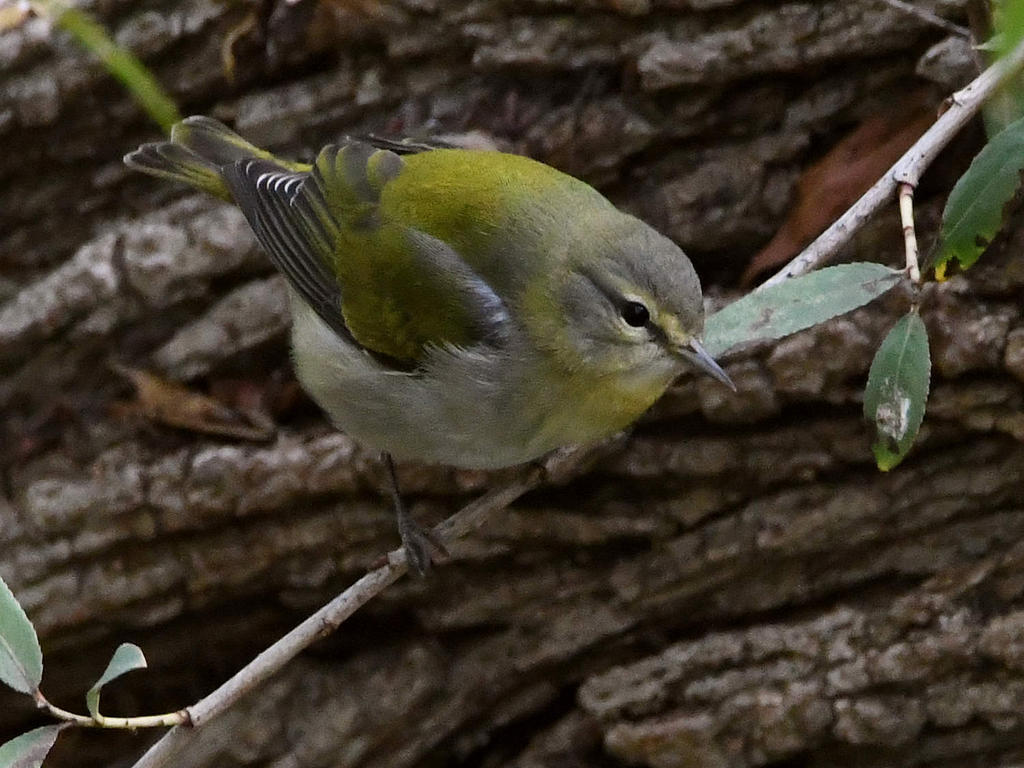 TennesseeWarbler2.jpg