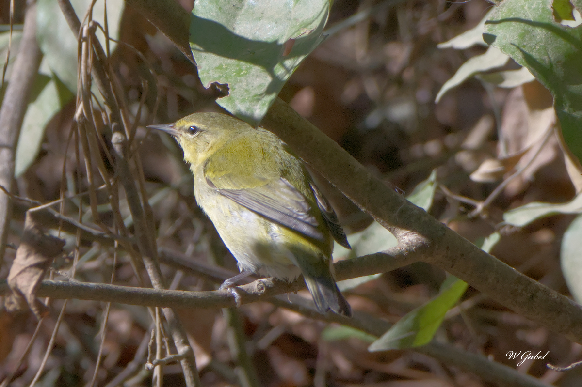 Tennesseewarblertest before Tphoto sm.jpg