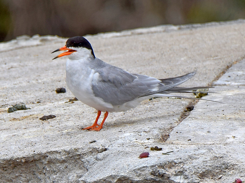 Tern.jpg