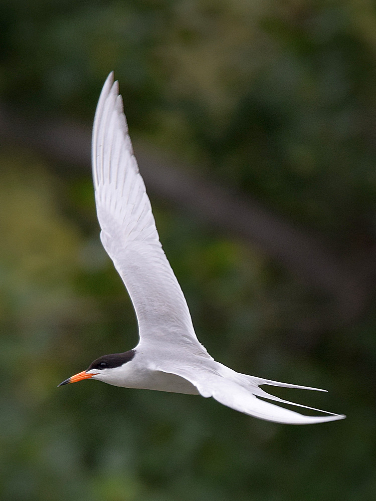 Tern.jpg