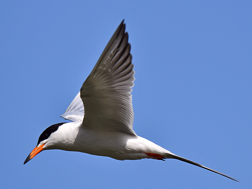 Tern.jpg
