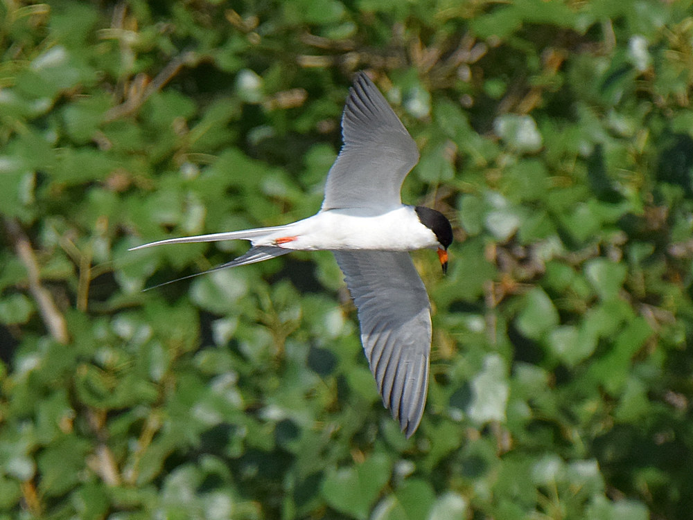 Tern.jpg