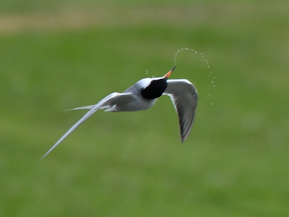 Tern.jpg
