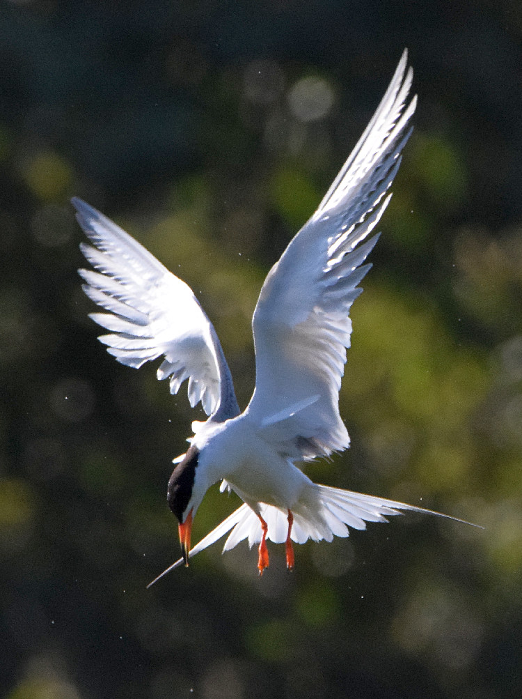 Tern.jpg