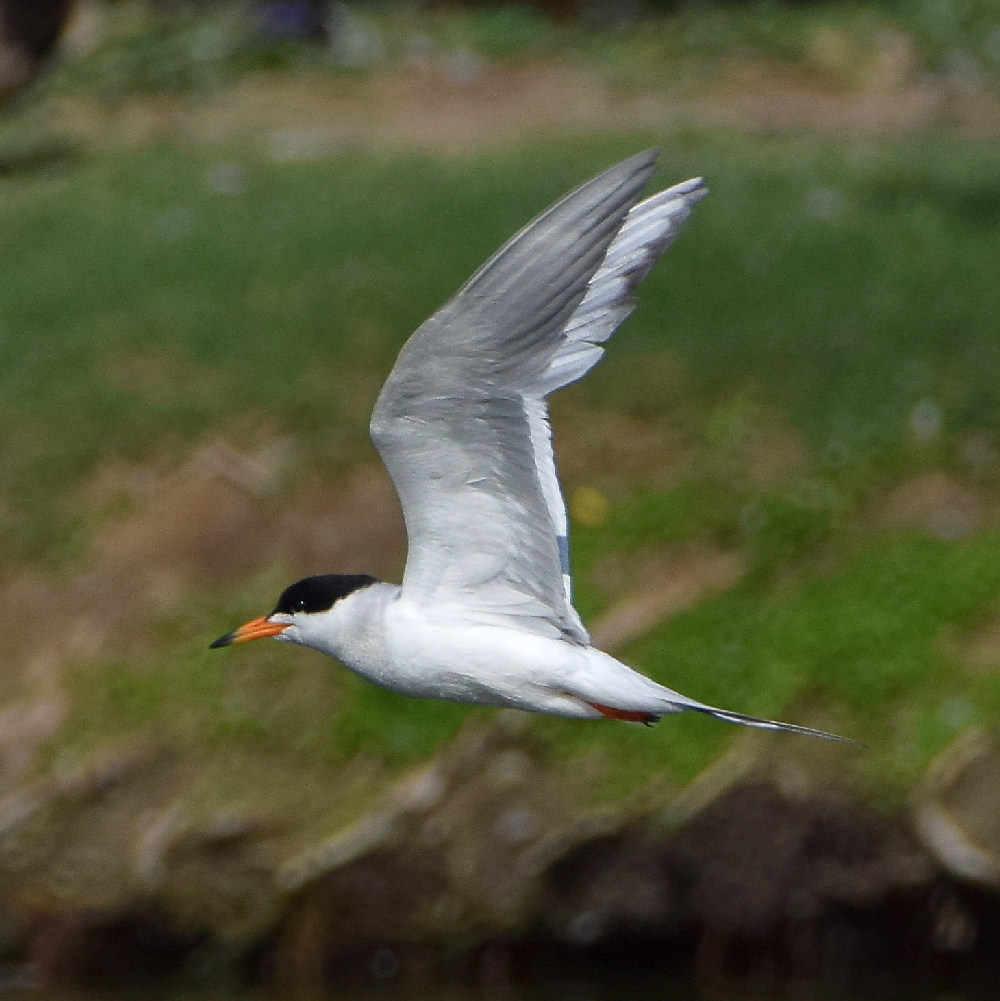 Tern.jpg