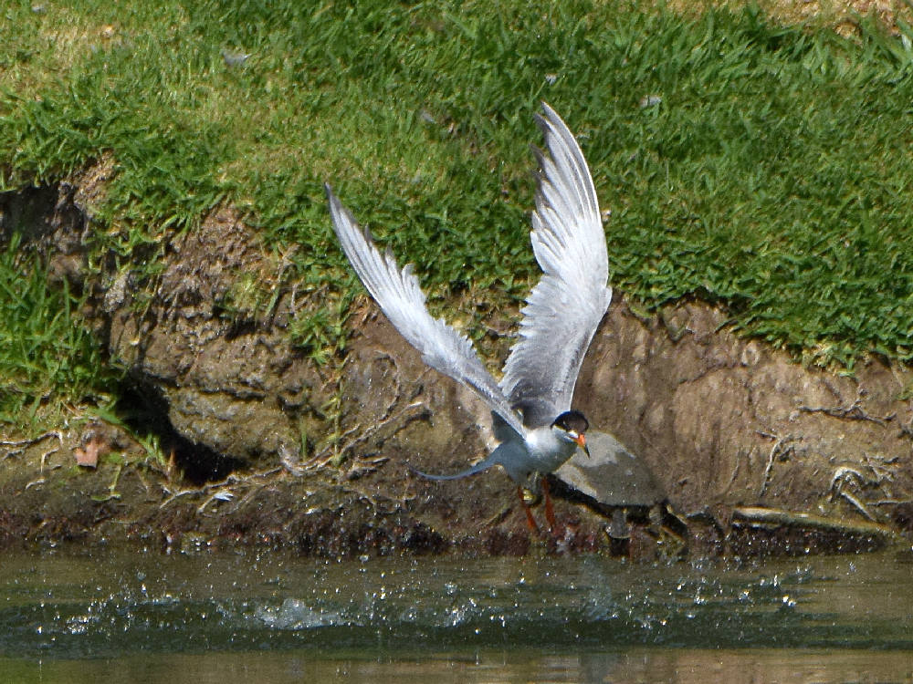 Tern.jpg