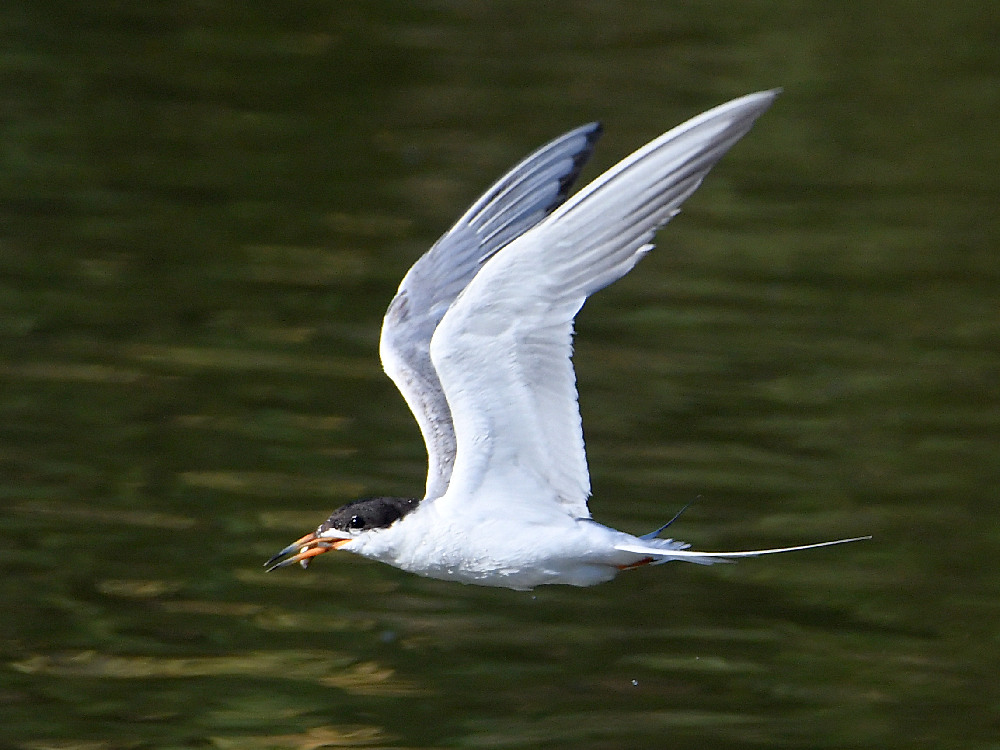 Tern.jpg