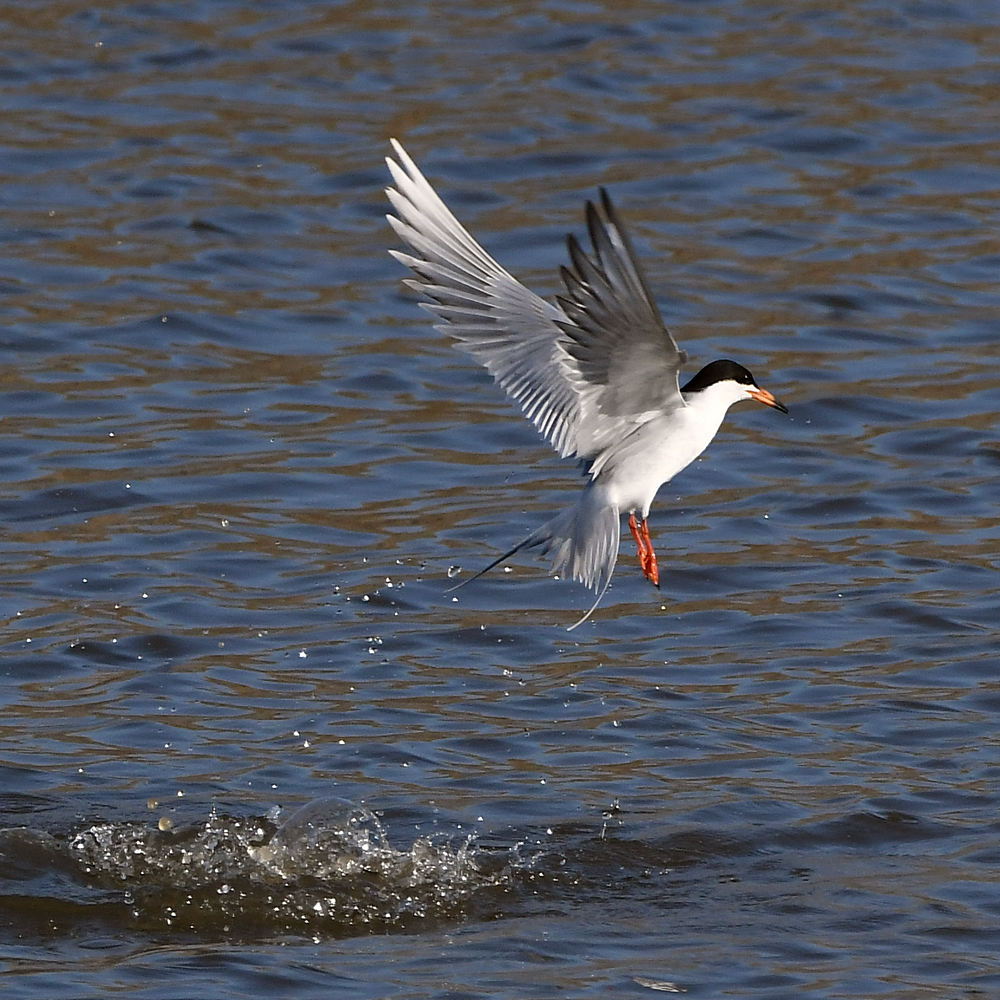 Tern.jpg