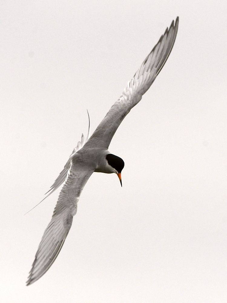 Tern.jpg