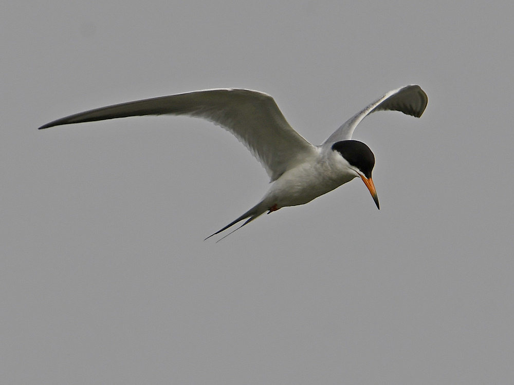 Tern.jpg