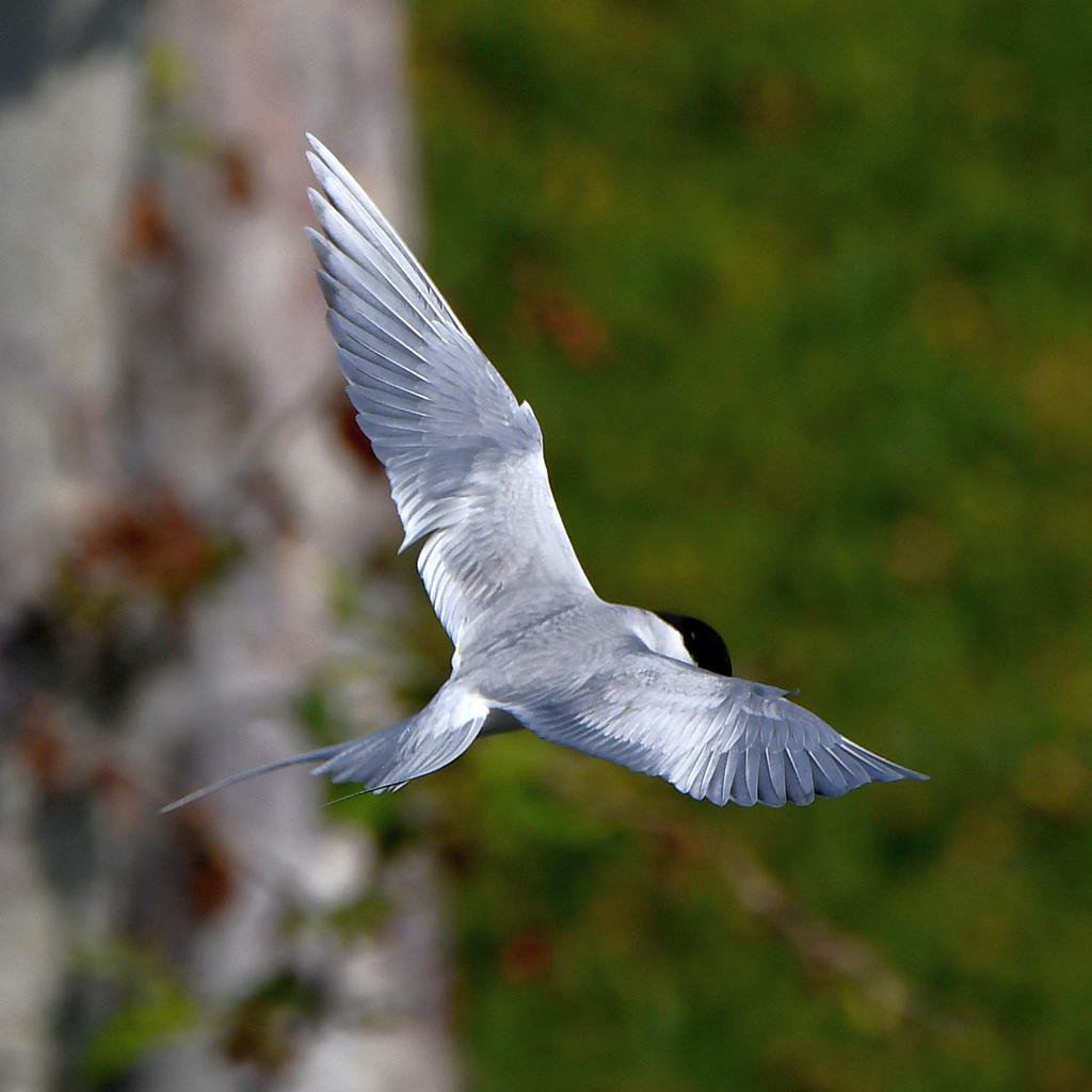 Tern.jpg
