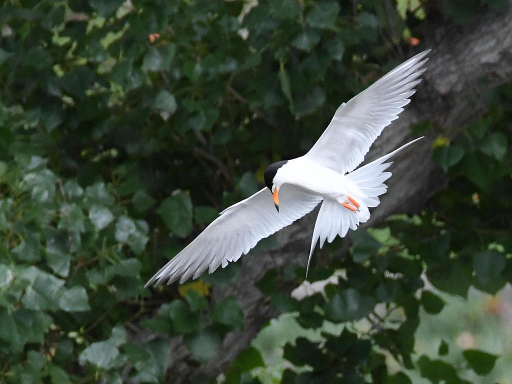 Tern.jpg