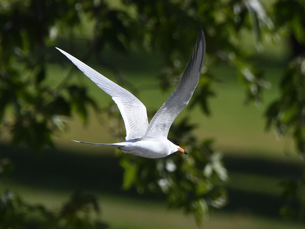 Tern.jpg