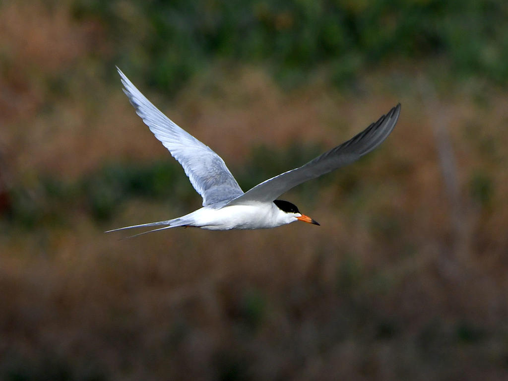 Tern.jpg
