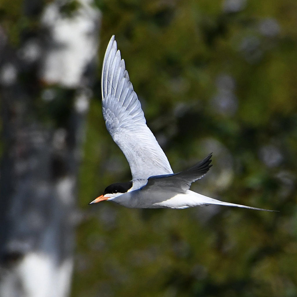 Tern.jpg