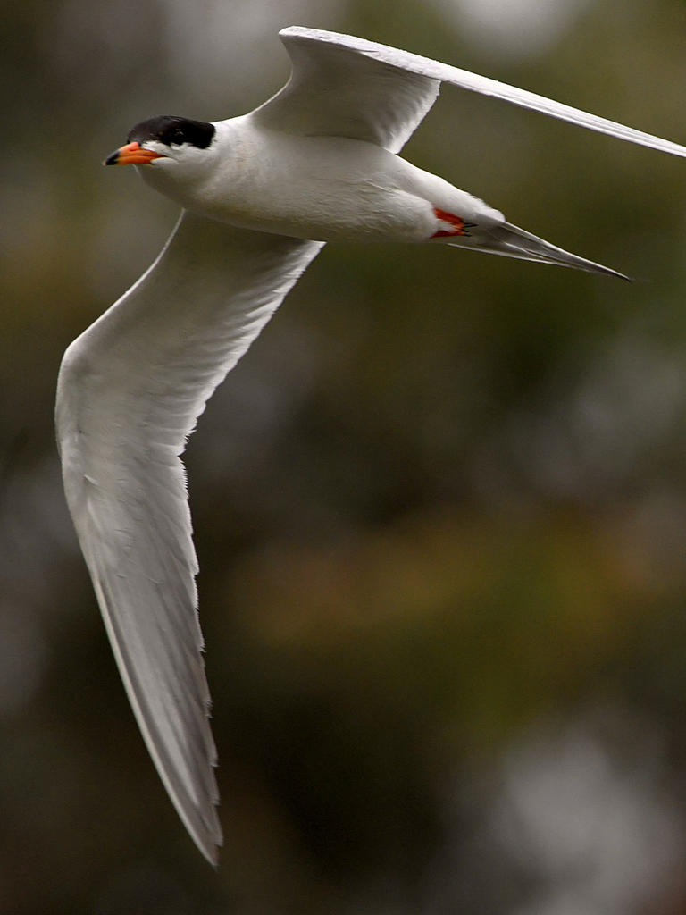 Tern.jpg
