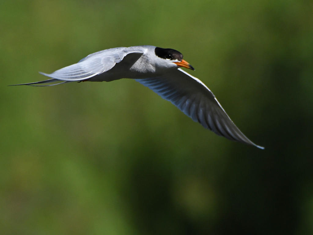 Tern.jpg