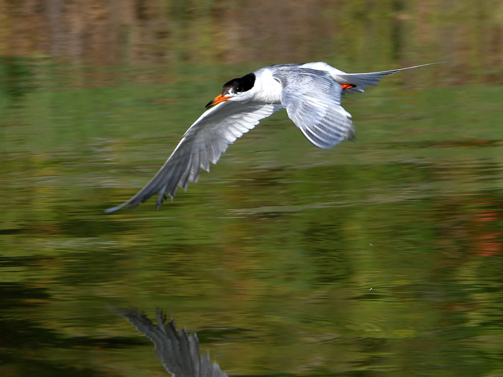 Tern.jpg