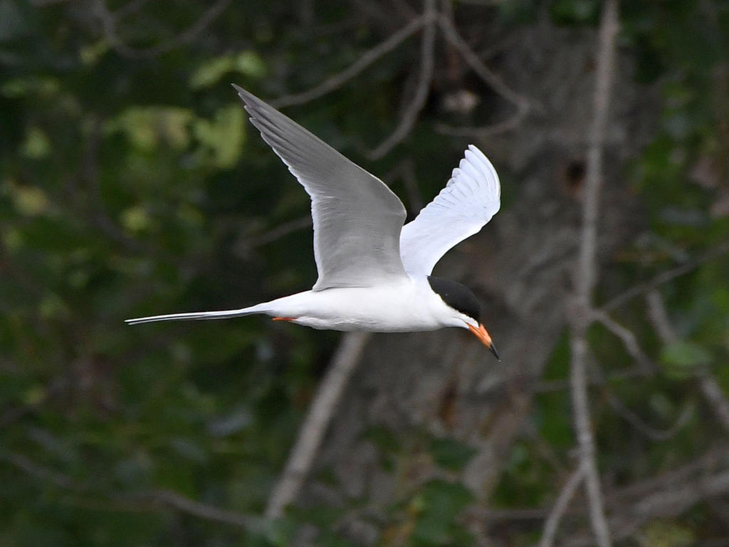 Tern.jpg