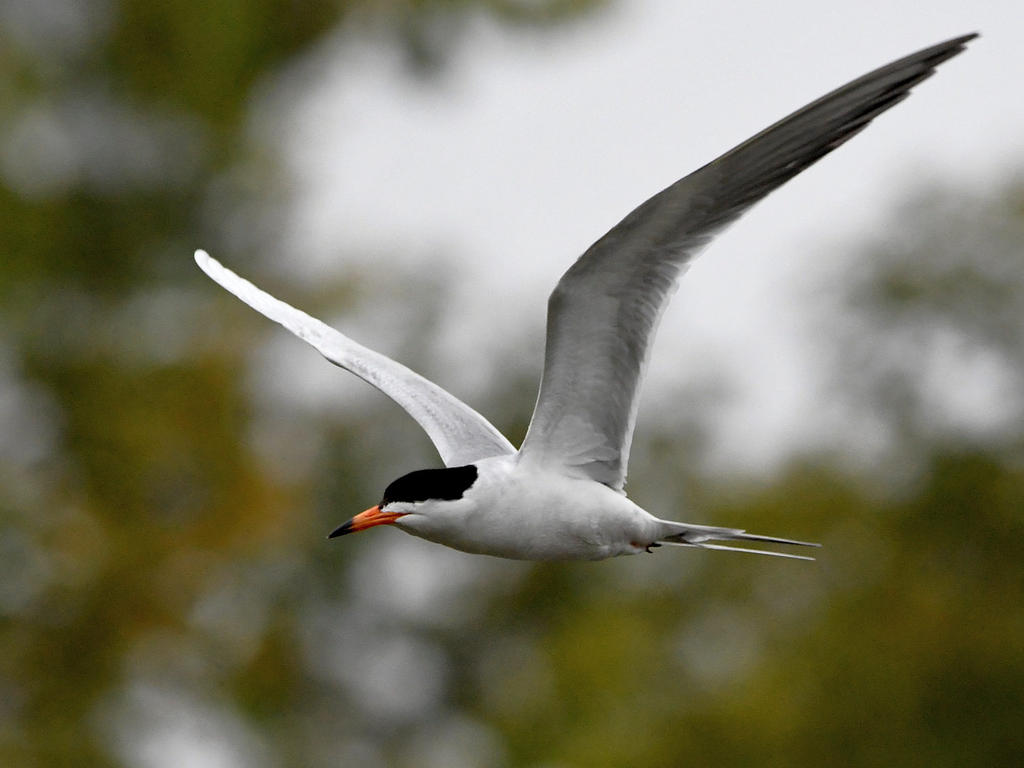 Tern.jpg