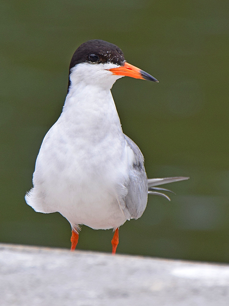 Tern10.jpg