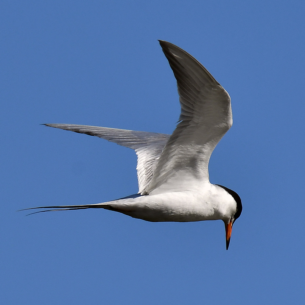 Tern10.jpg